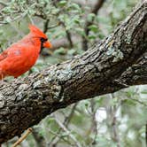 Review photo of Pedernales Falls State Park Campground by Brian F., April 15, 2021