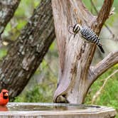 Review photo of Pedernales Falls State Park Campground by Brian F., April 15, 2021