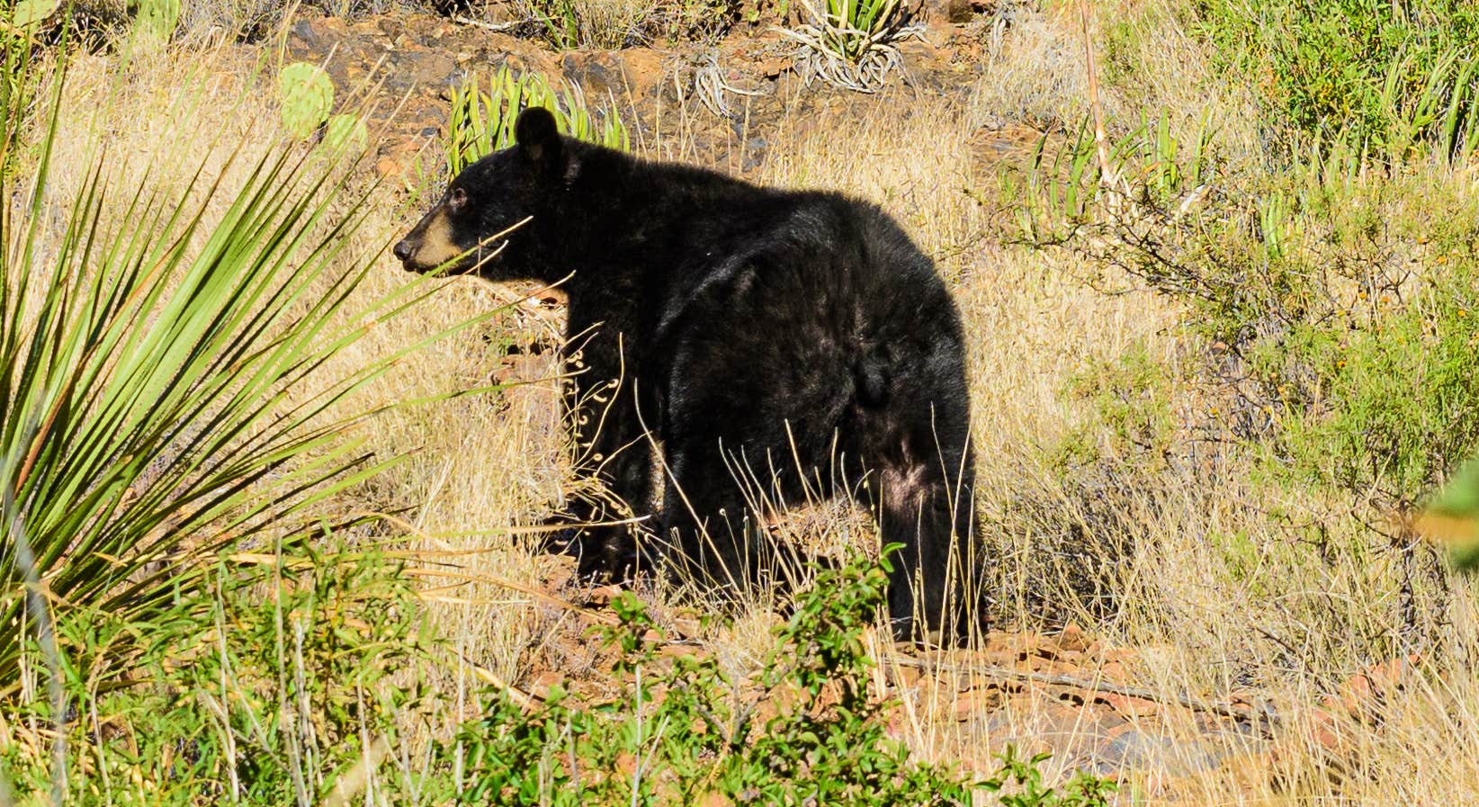 Black Bear near Chisos Basin Campground (Big Bend, Tx) in Big Bend National Park