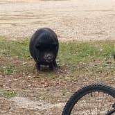 Review photo of Paradise Ranch RV Resort by Johan S., April 16, 2021