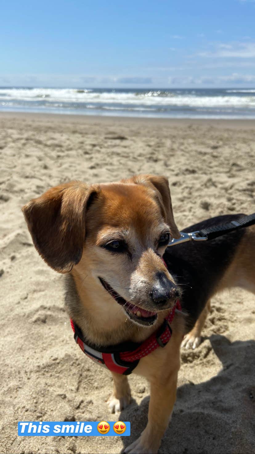 Vivi W.'s photo of camping with pets at Bay Point Landing near Bandon, OR