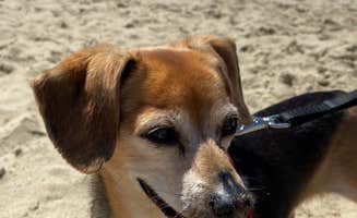 Vivi W.'s photo of camping with pets at Bay Point Landing near Siuslaw National Forest
