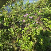 Review photo of Santee State Park--Lakeshore Campground by Lisa S., April 16, 2021