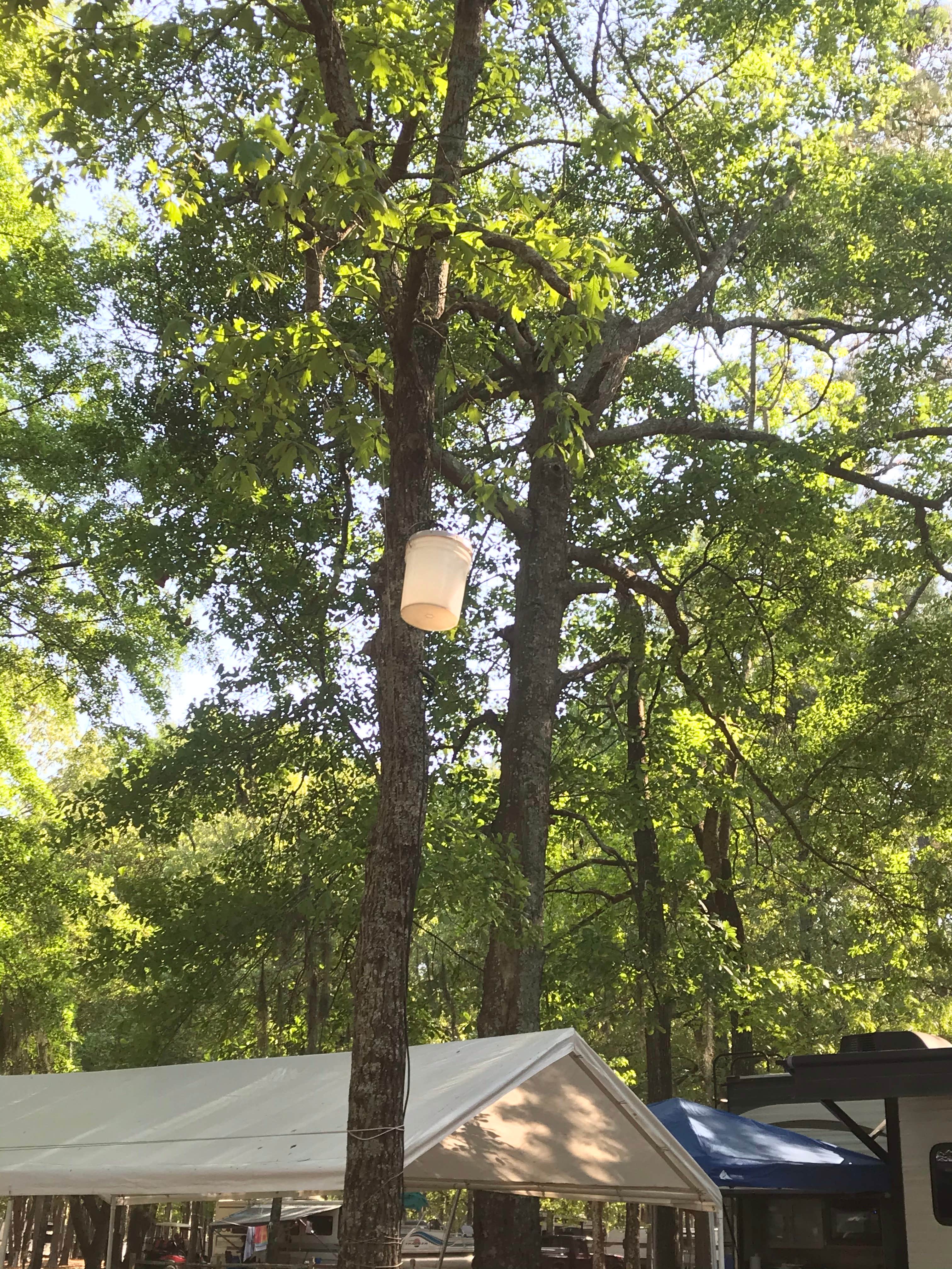 Lisa S.'s photo at Cypress View Campground — Santee State Park near Orangeburg, SC