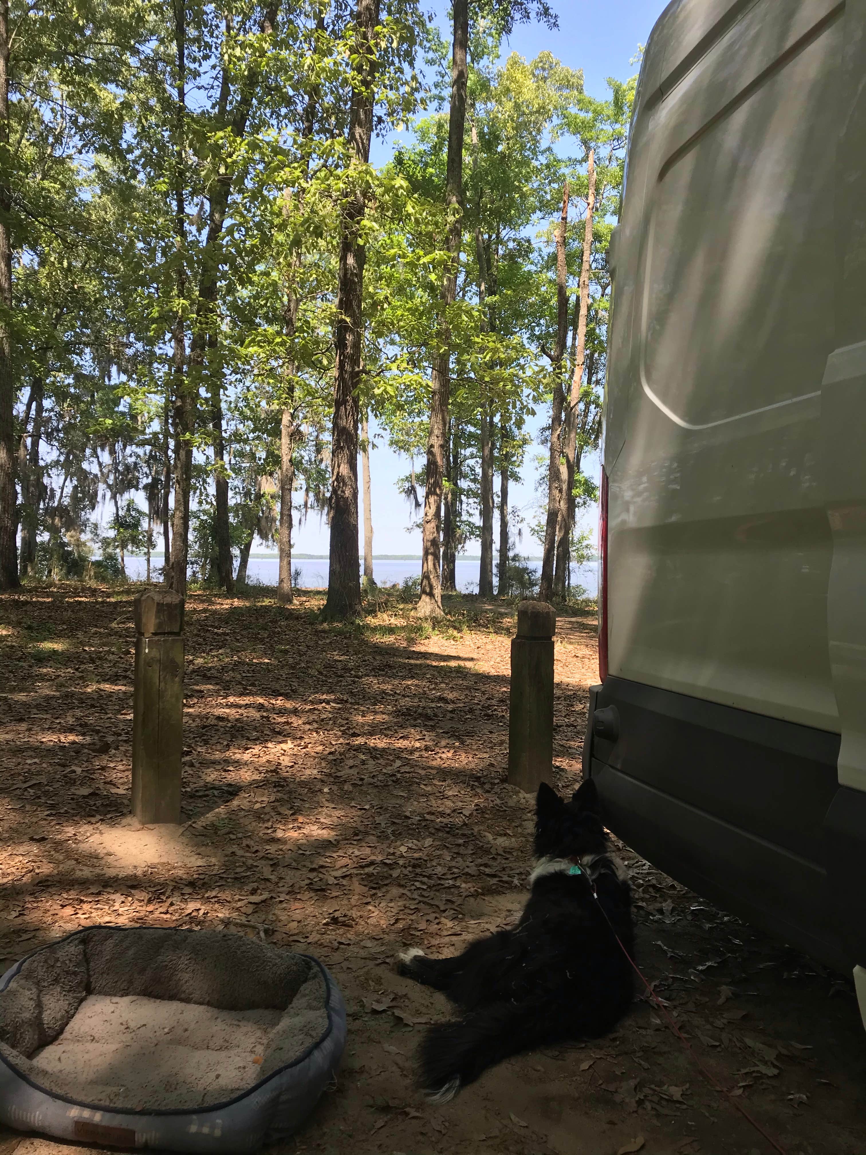 Lisa S.'s photo of camping with pets at Cypress View Campground — Santee State Park near Harleyville, SC