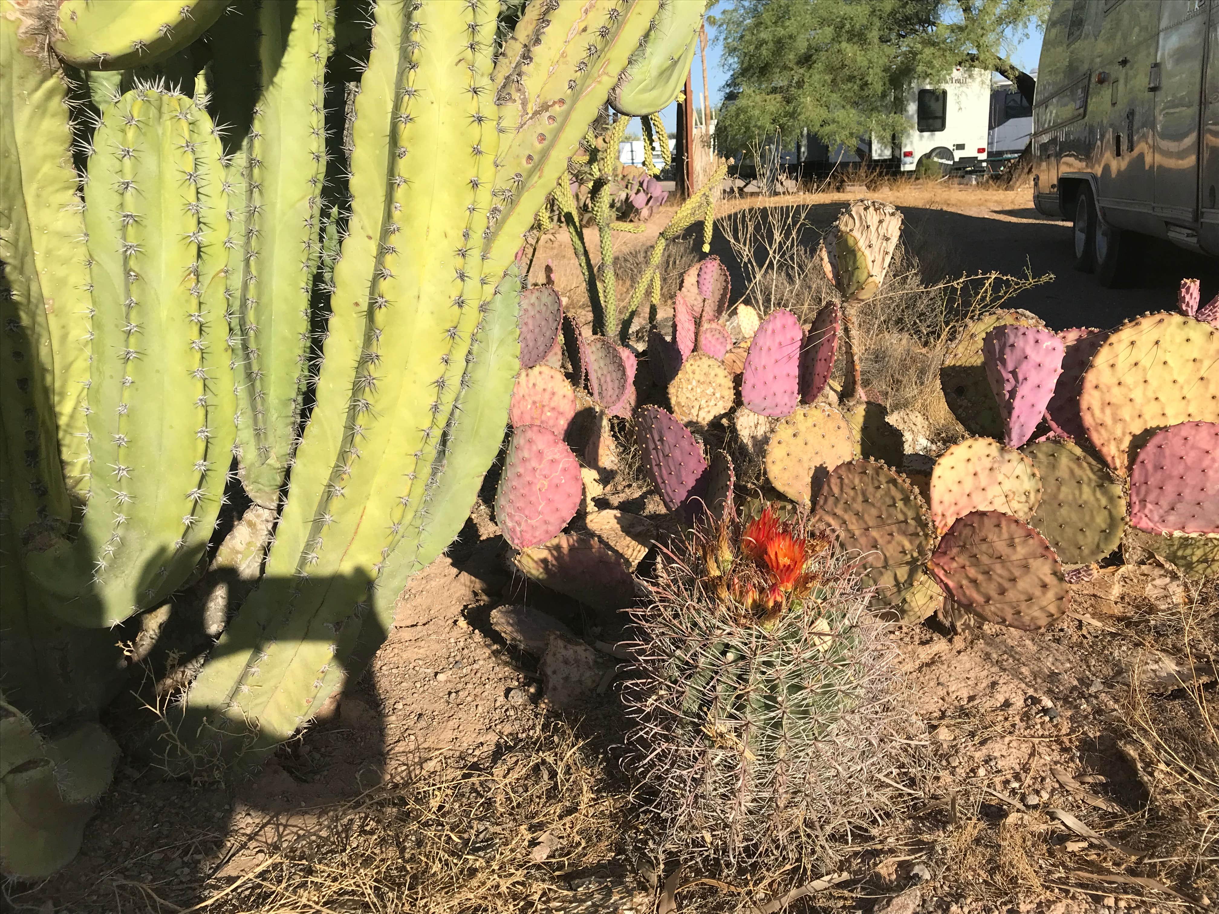 Camper submitted image from Sonoran Skies Campground - 2