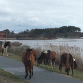 Review photo of Bayside Assateague Campground — Assateague Island National Seashore by Rebecca D., April 16, 2021