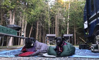 Rebecca D.'s photo of camping with pets at Schoodic Woods Campground — Acadia National Park near Acadia National Park