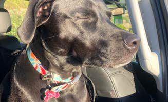 Rebecca D.'s photo of camping with pets at Schoodic Woods Campground — Acadia National Park near Machias, ME
