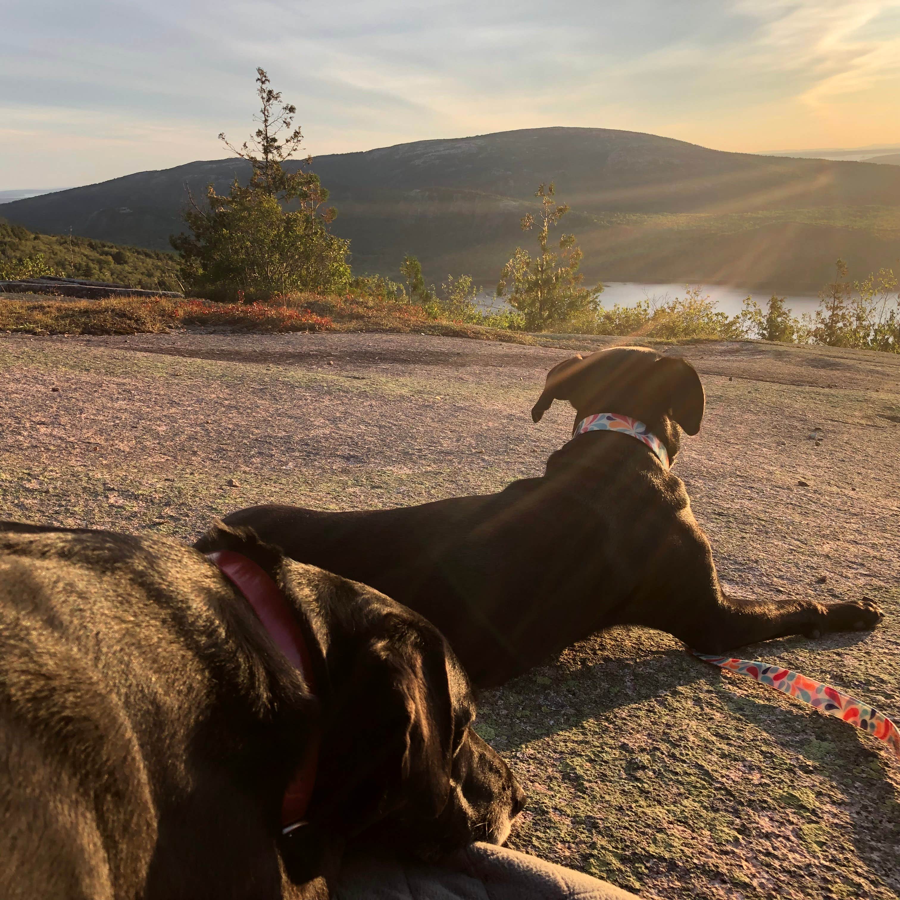 Rebecca D.'s photo of camping with pets at Schoodic Woods Campground — Acadia National Park near Roque Bluffs, ME