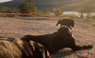 Rebecca D.'s photo of camping with pets at Schoodic Woods Campground — Acadia National Park near Roque Bluffs, ME