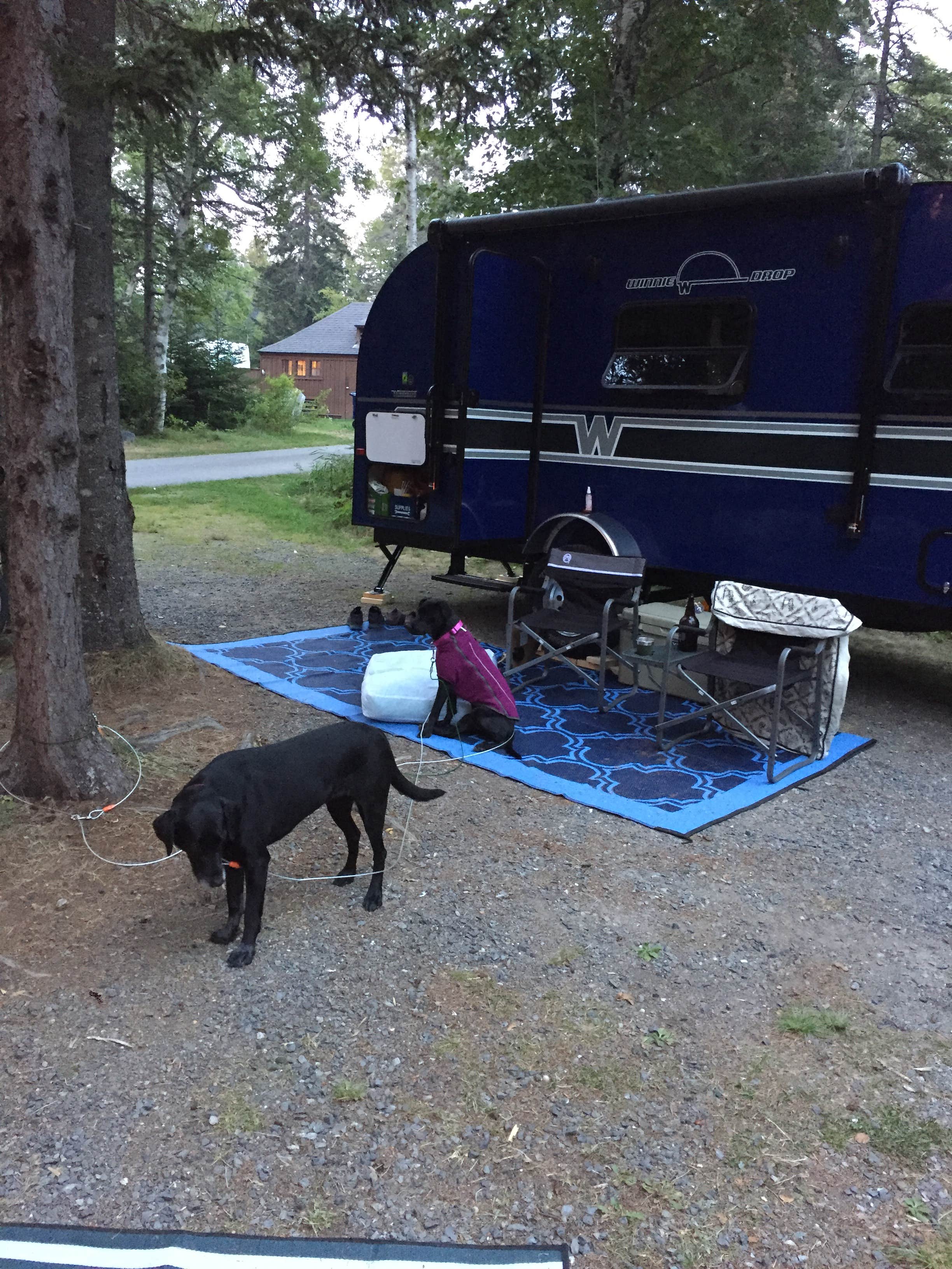 Rebecca D.'s photo of camping with pets at Blackwoods Campground — Acadia National Park near Deer Isle, ME