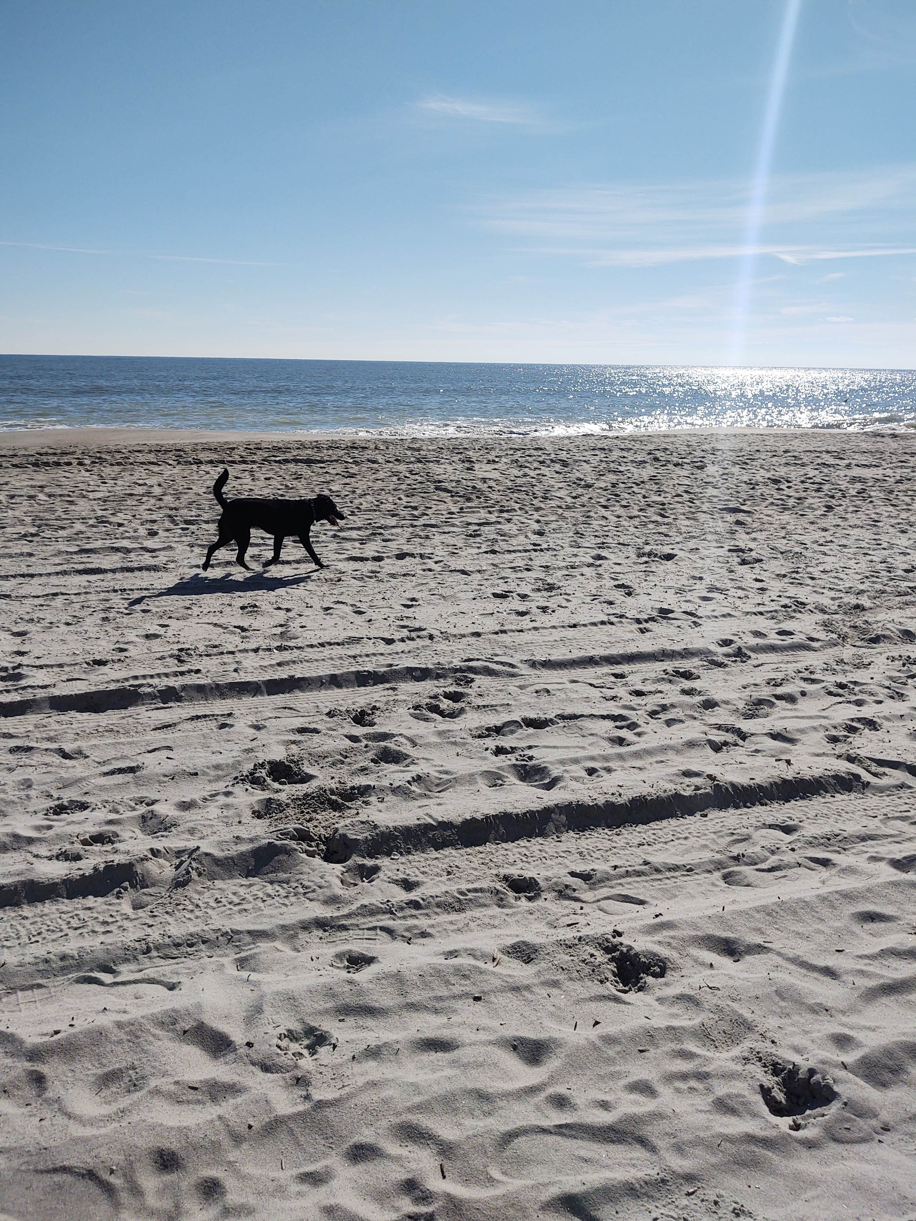Julie L.'s photo of camping with pets at Myrtle Beach KOA near Murrells Inlet, SC
