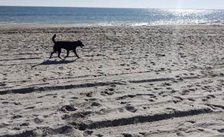 Julie L.'s photo of camping with pets at Myrtle Beach KOA near North Myrtle Beach, SC