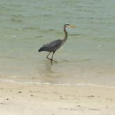 Review photo of Fort Pickens Campground — Gulf Islands National Seashore by Karen  D., May 31, 2018