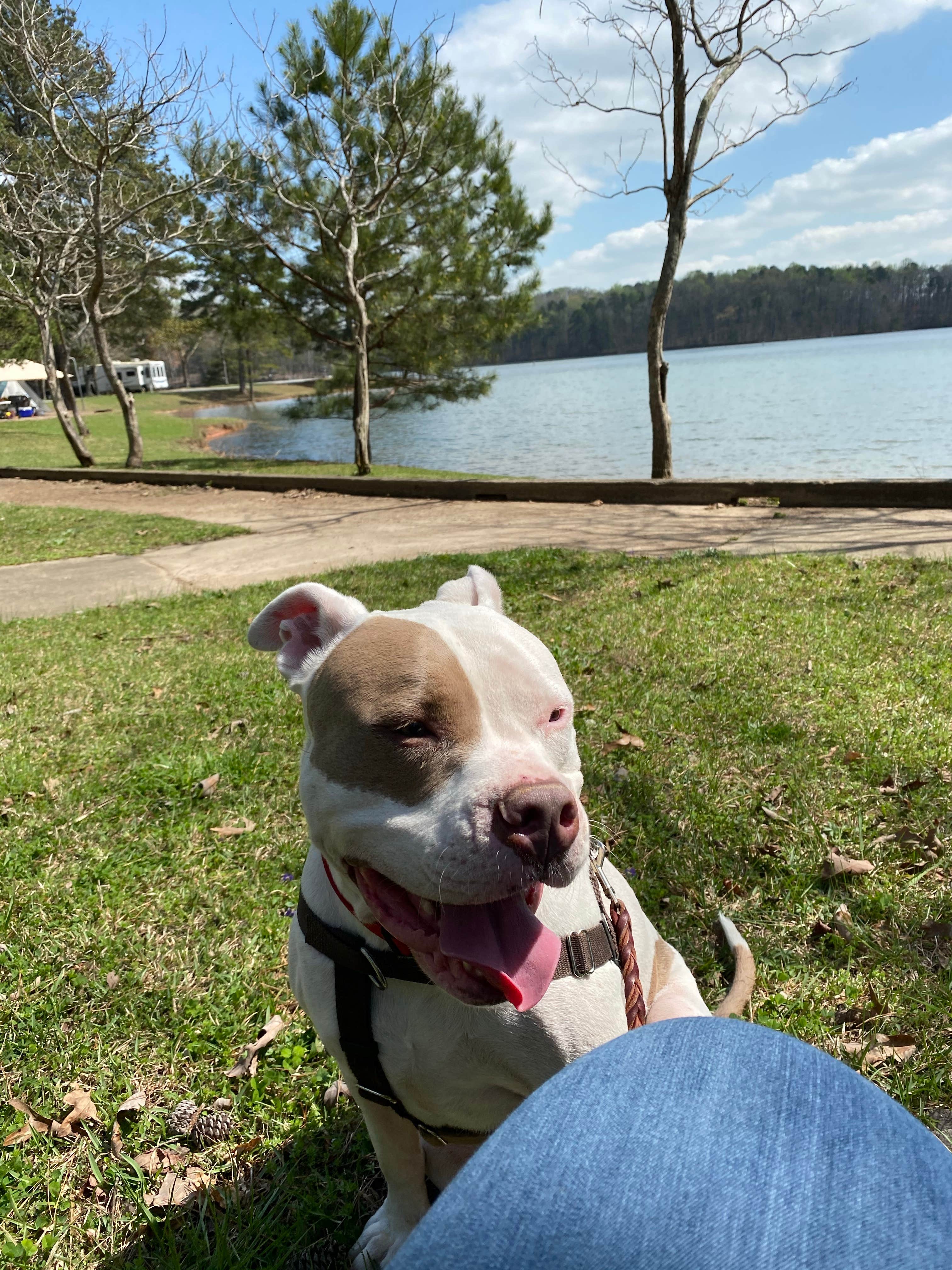 Linda S.'s photo of camping with pets at Bald Ridge Creek near Milton, GA