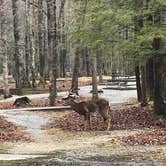 Review photo of Cosby Campground — Great Smoky Mountains National Park by Chris A., April 16, 2021