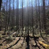 Review photo of Elkmont Campground — Great Smoky Mountains National Park by Chris A., April 16, 2021