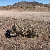 Review photo of Shoshone - Tecopa - Dispersed by Andrew M., April 4, 2021