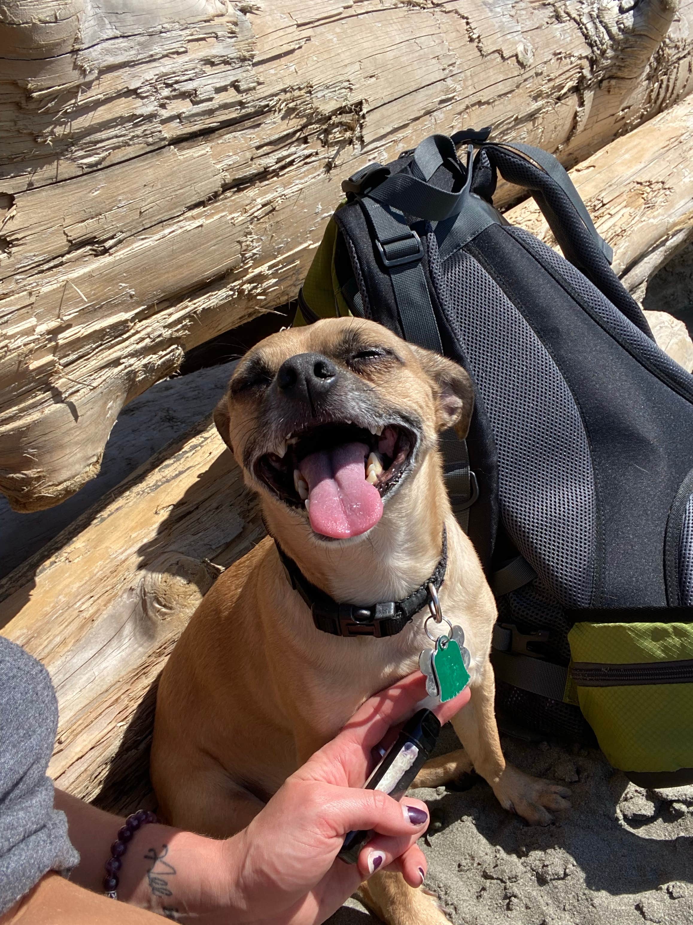Briana's photo of camping with pets at Kalaloch Campground - group — Olympic National Park in Washington