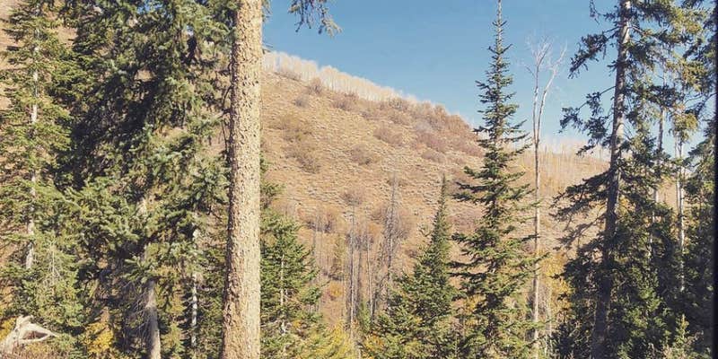 Camper submitted image from Clyde Creek Dispersed Camping