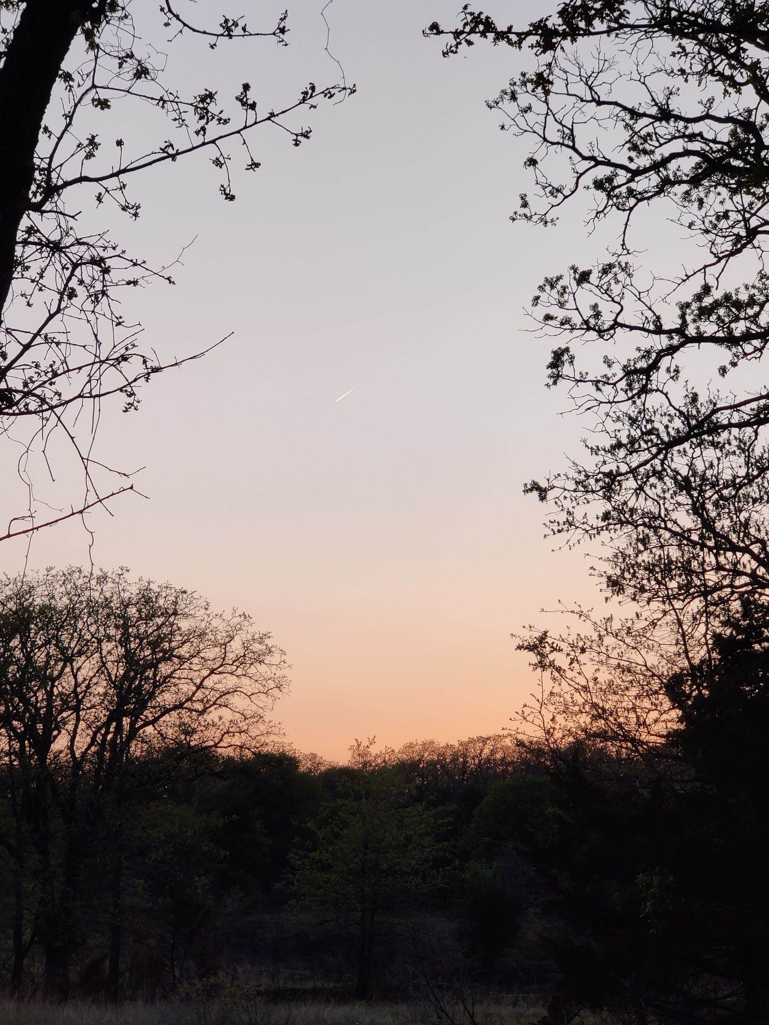 Camper submitted image from LBJ National Grasslands Forest Road 904 Dispersed Camping - 2