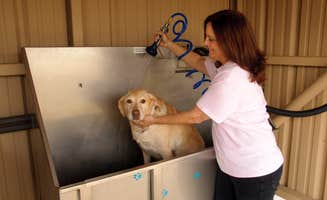 QRV R.'s photo of camping with pets at AllStar RV Resort near Bellaire, TX