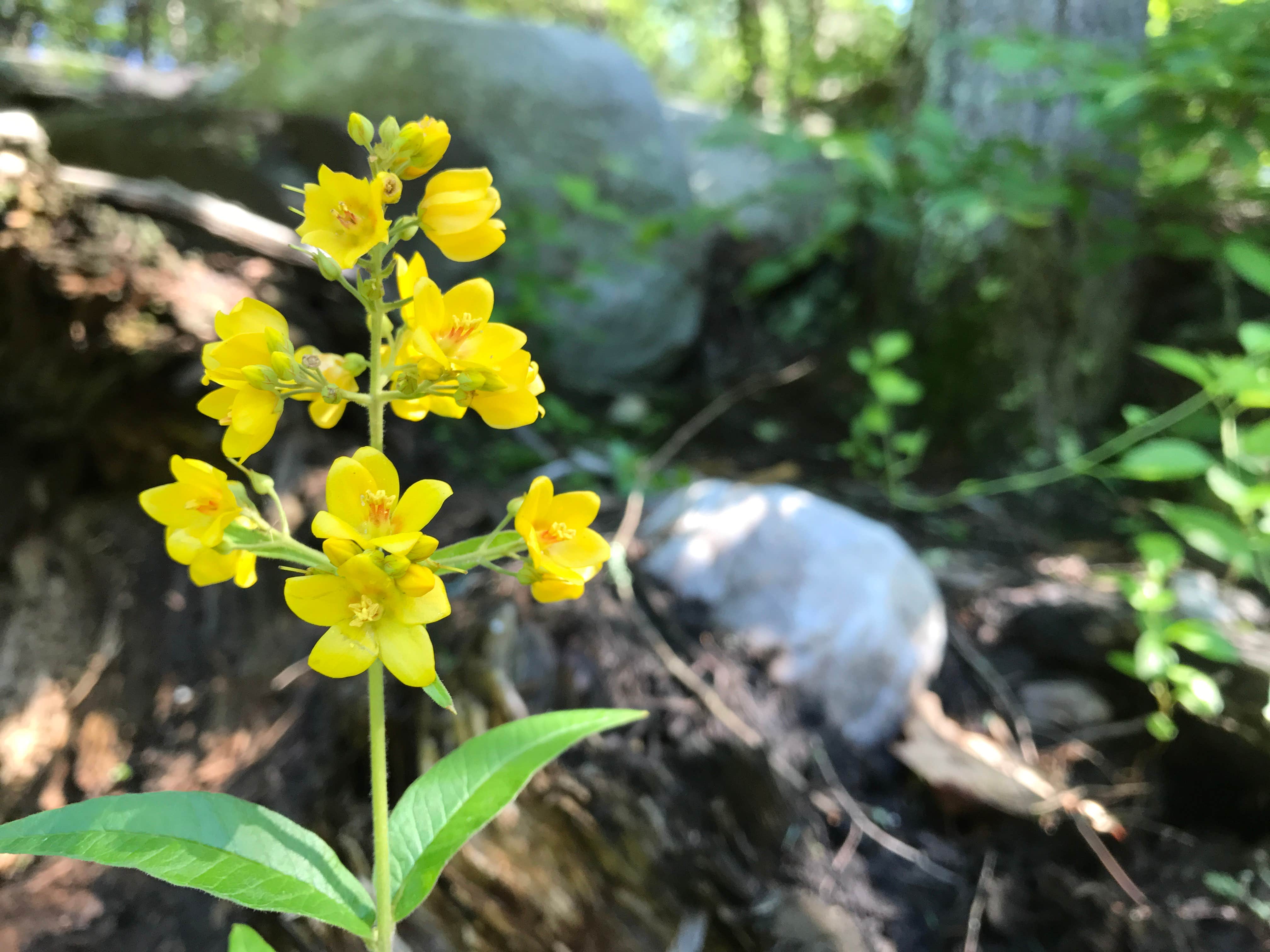 Camper submitted image from Macedonia Brook State Park - 2