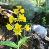 Review photo of Macedonia Brook State Park Campground by Catina C., May 31, 2018