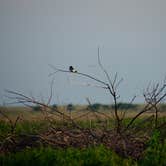 Review photo of Buffalo Lake National Wildlife Refuge by Kelsey L., May 31, 2018