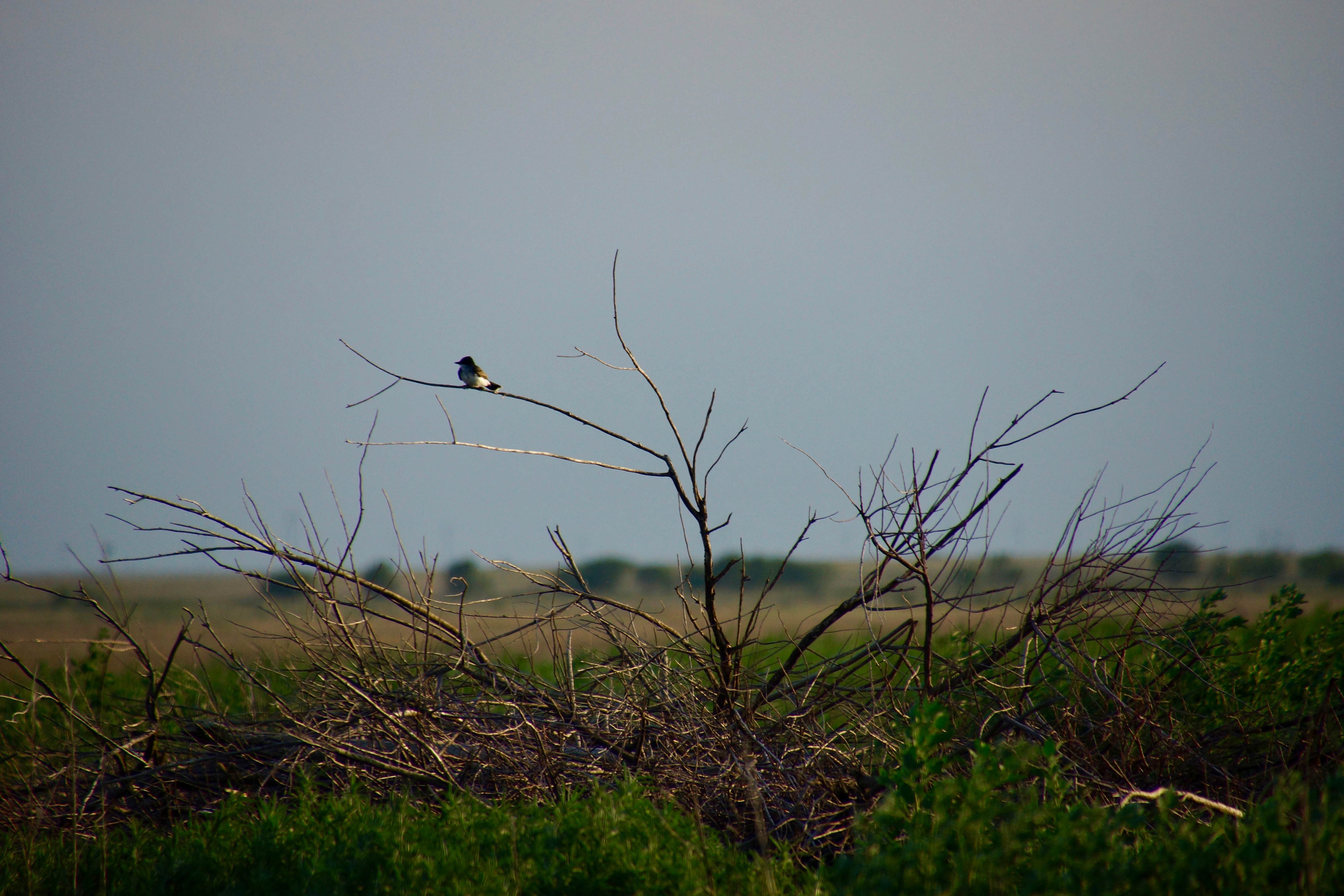 Camper submitted image from Buffalo Lake National Wildlife Refuge - 2