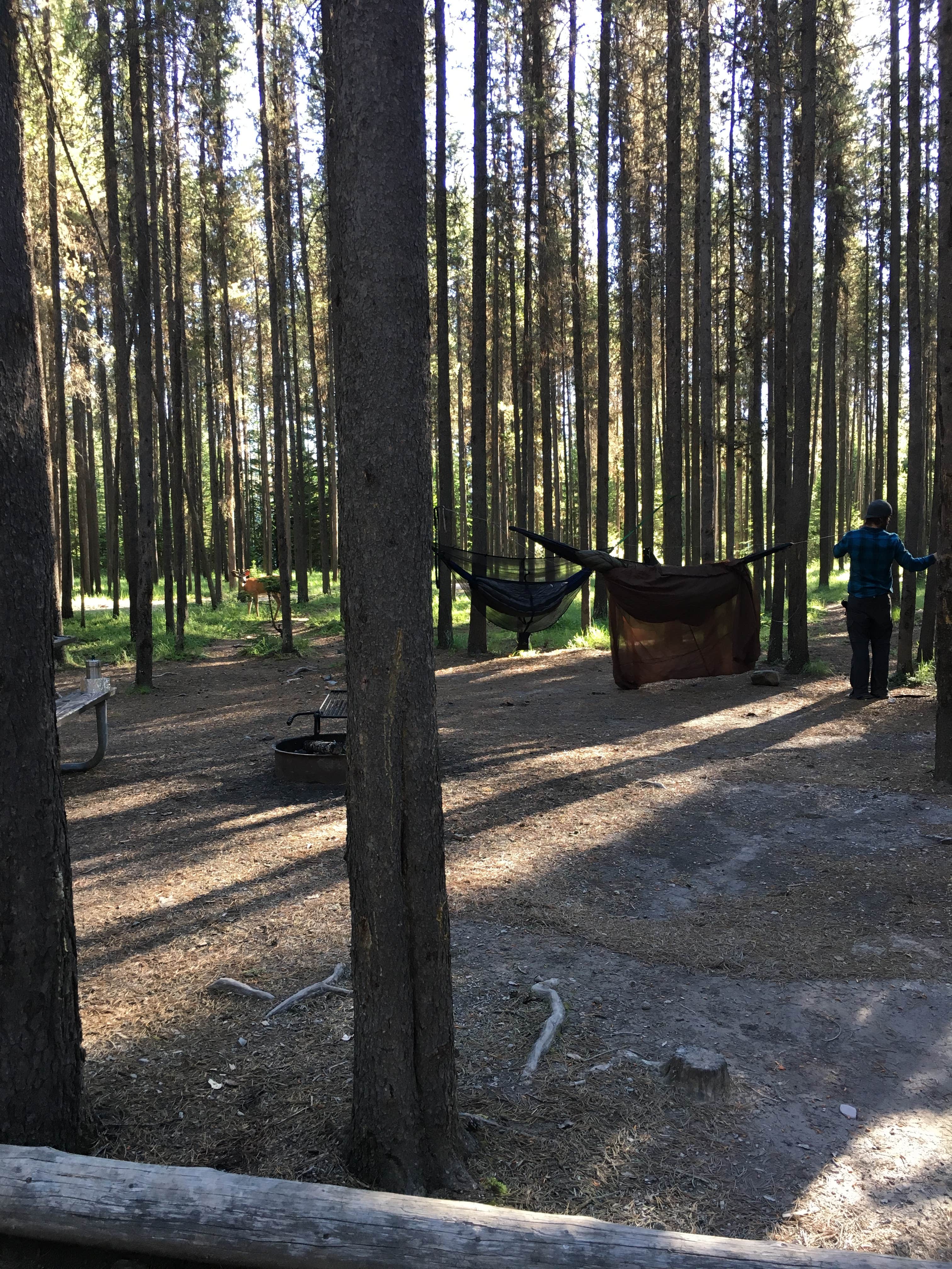 Camper-submitted photo at Bowman Lake Campground — Glacier National Park near Eureka, MT