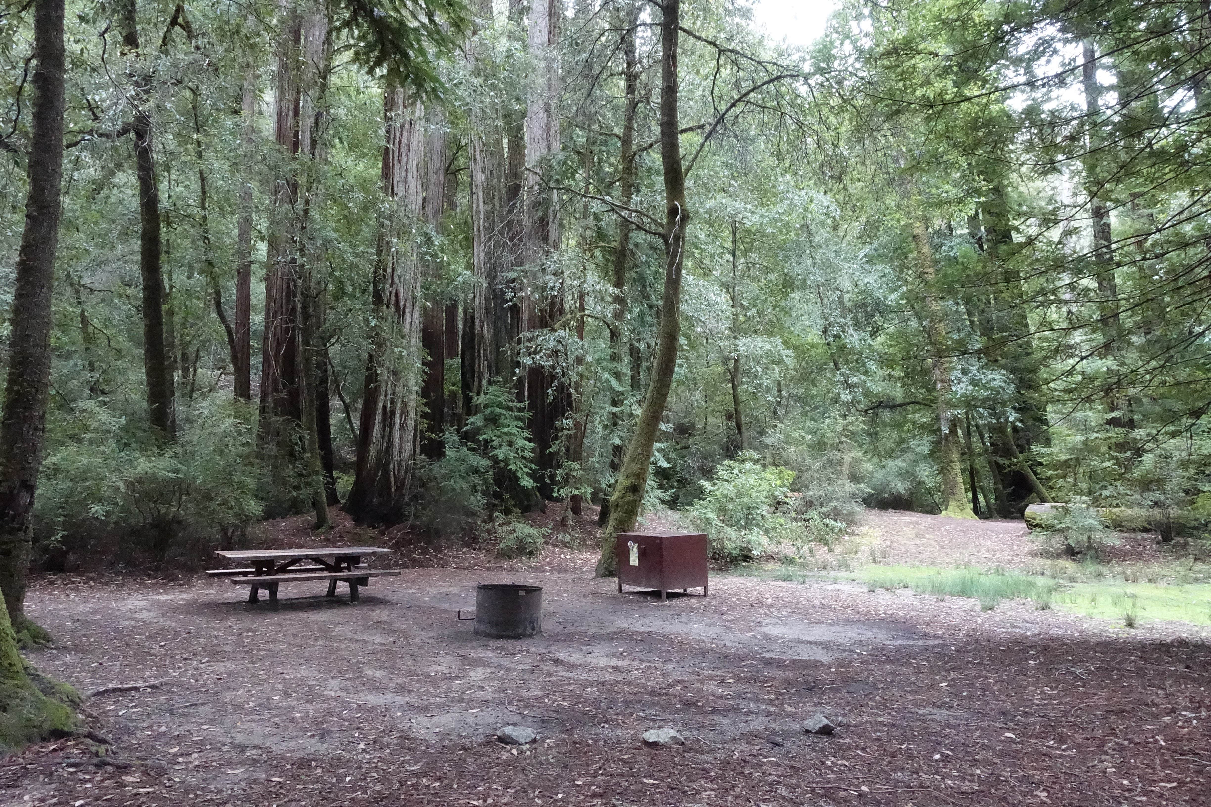 Camper submitted image from Lower Blooms Creek — Big Basin Redwoods State Park — CAMPGROUND CLOSED - 3