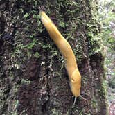 Review photo of Lower Blooms Creek — Big Basin Redwoods State Park — CAMPGROUND CLOSED by Queenie M., May 31, 2018