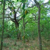 Review photo of Paynes Prairie Preserve State Park Campground by Richard P., April 17, 2021