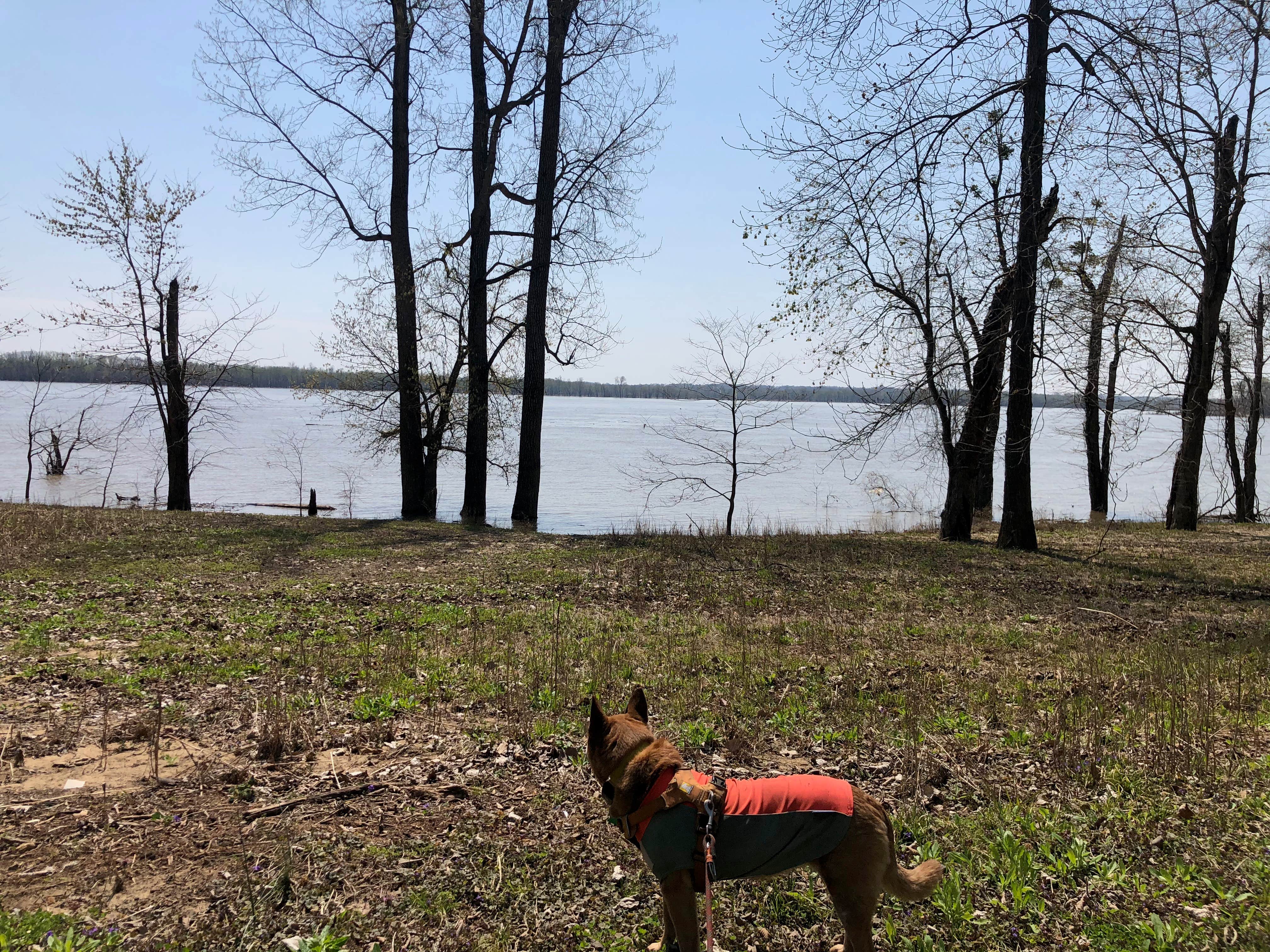 Art S.'s photo of camping with pets at Tower Rock Campground near Madisonville, KY