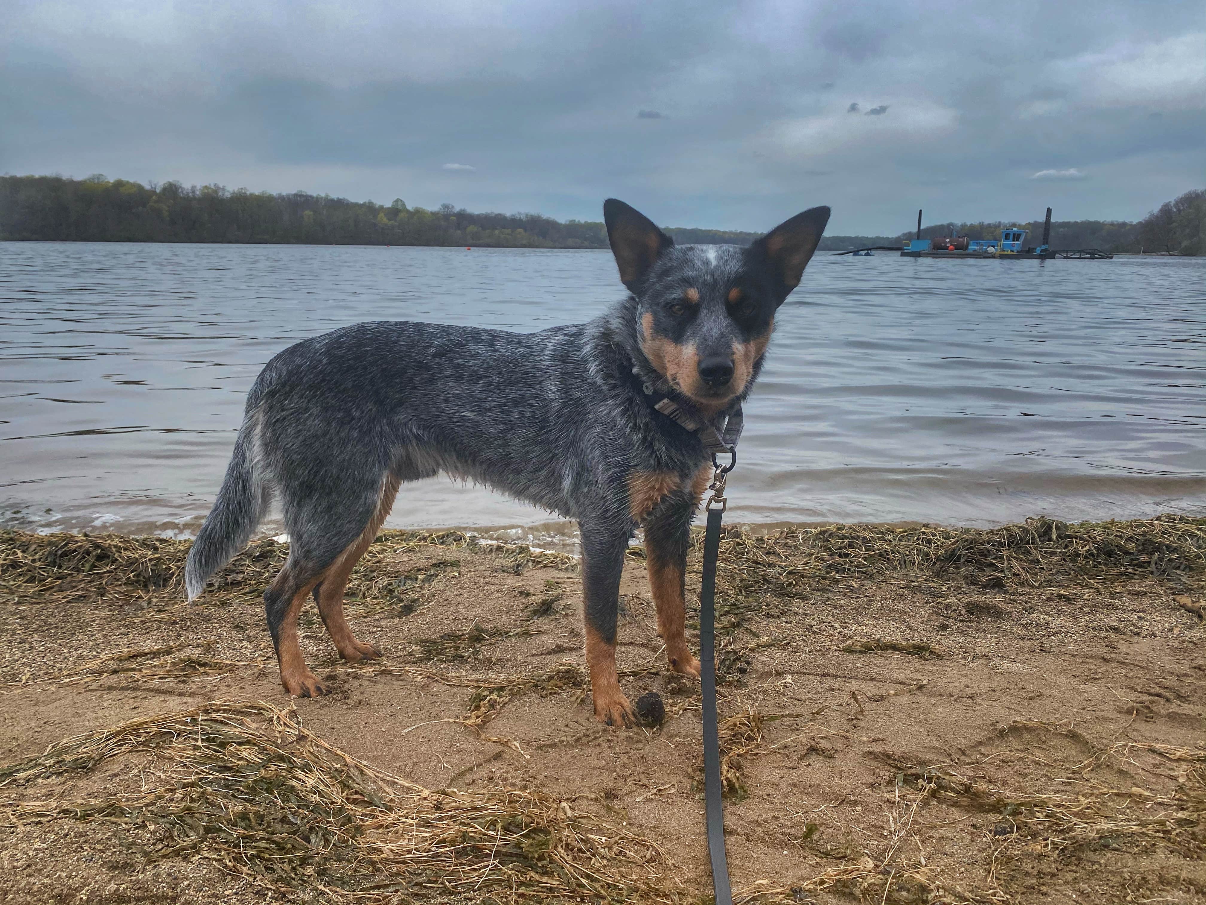 Andrea F.'s photo of camping with pets at Kiser Lake State Park Campground near Yellow Springs, OH