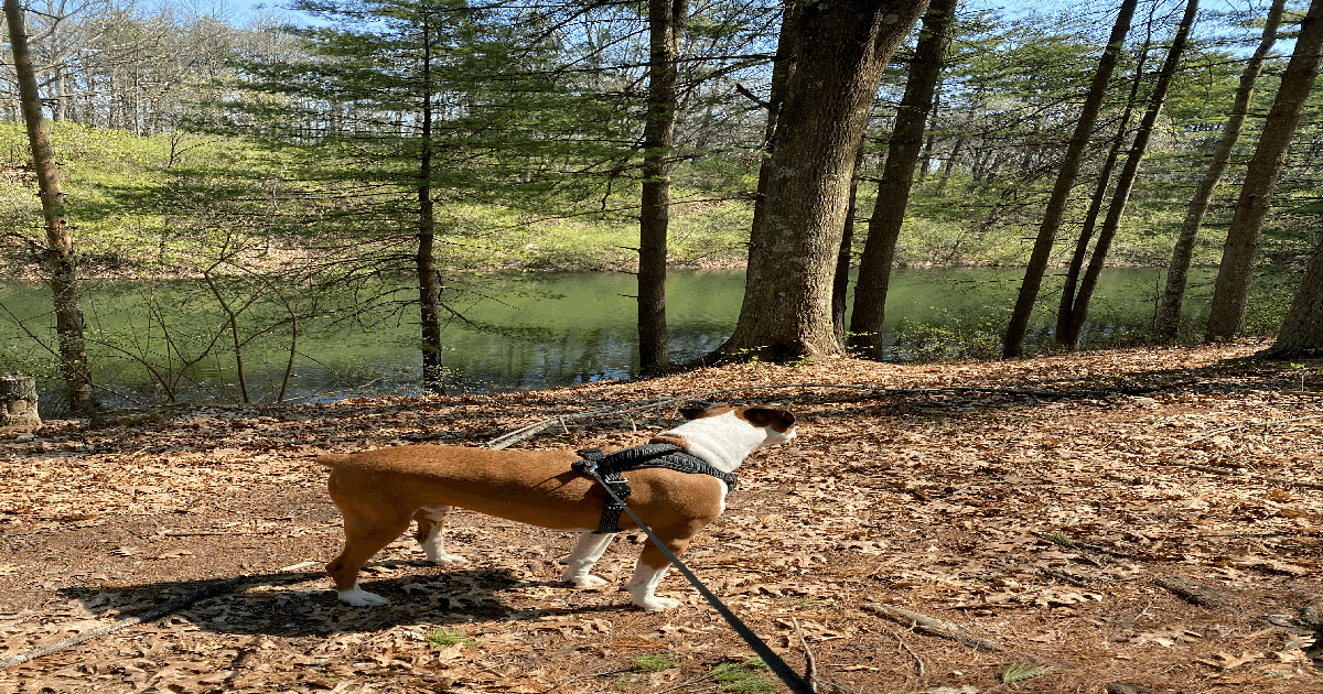 are dogs allowed at hanging rock reserve