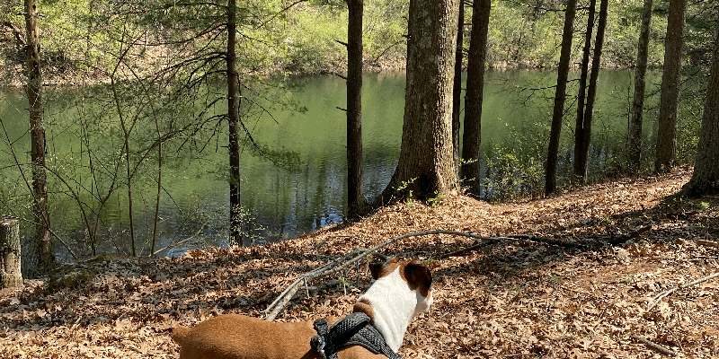 Camper submitted image from Hanging Rock Recreation Site