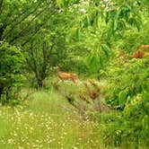 Review photo of North Manitou Island Backcountry Campsites by Steve D., April 18, 2021