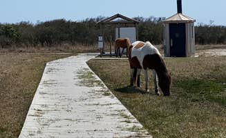 Amanda D.'s photo of camping with a horse at Assateague Island National Seashore Oceanside Campground near Georgetown, DE
