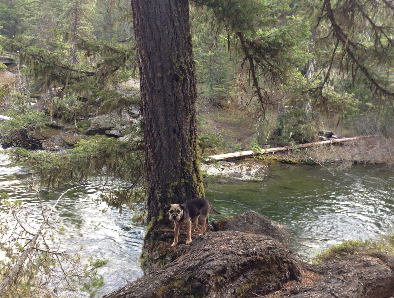 Camper submitted image from Rock Creek Campground — Okanogan Wenatchee National Forest - 4