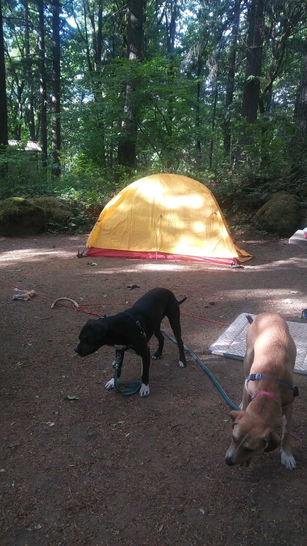 Brittney J.'s photo at Viento State Park Campground near Carson, WA