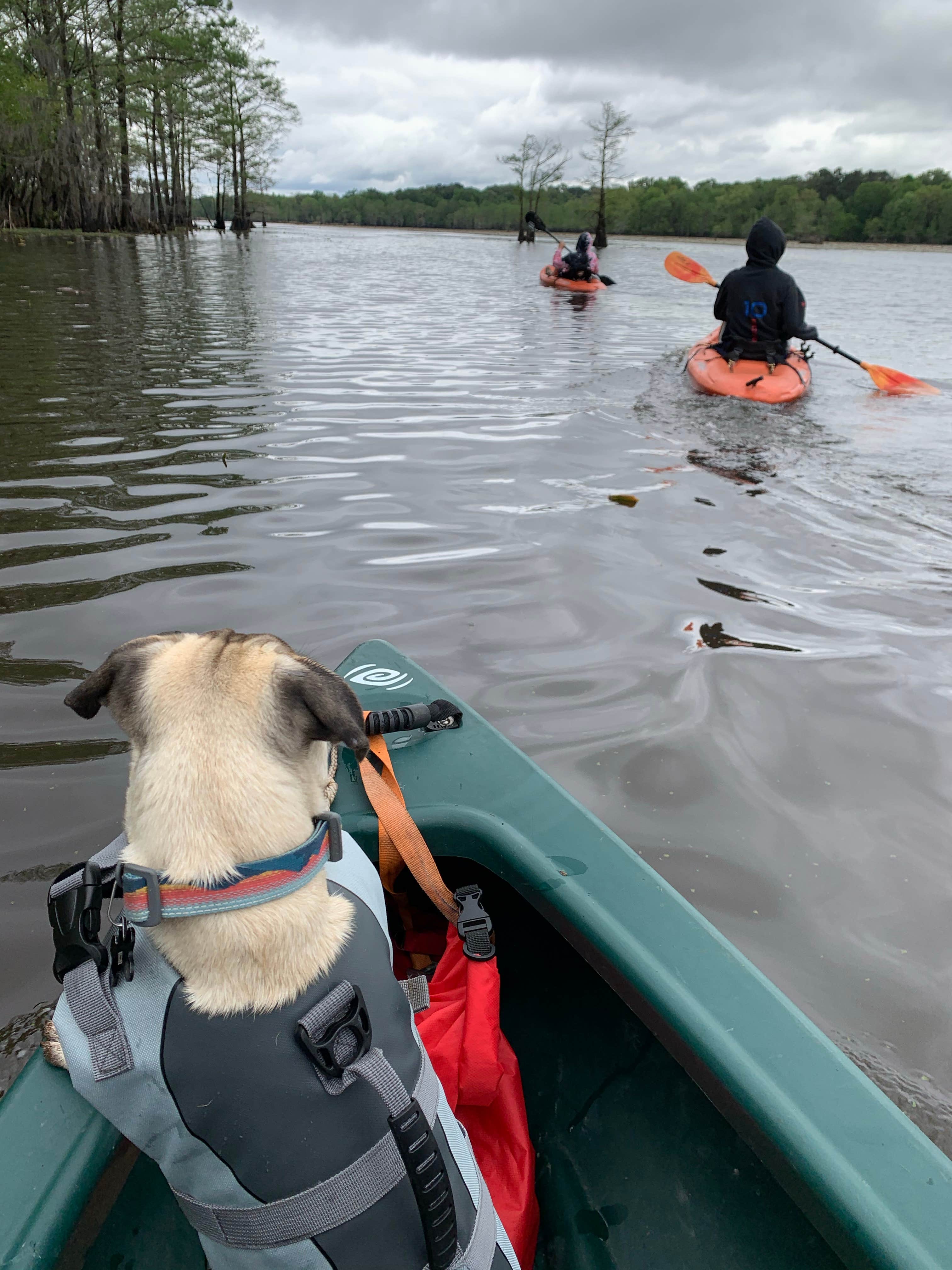 Becky B.'s photo of camping with pets at Caddo Lake State Park Campground near Easton, TX