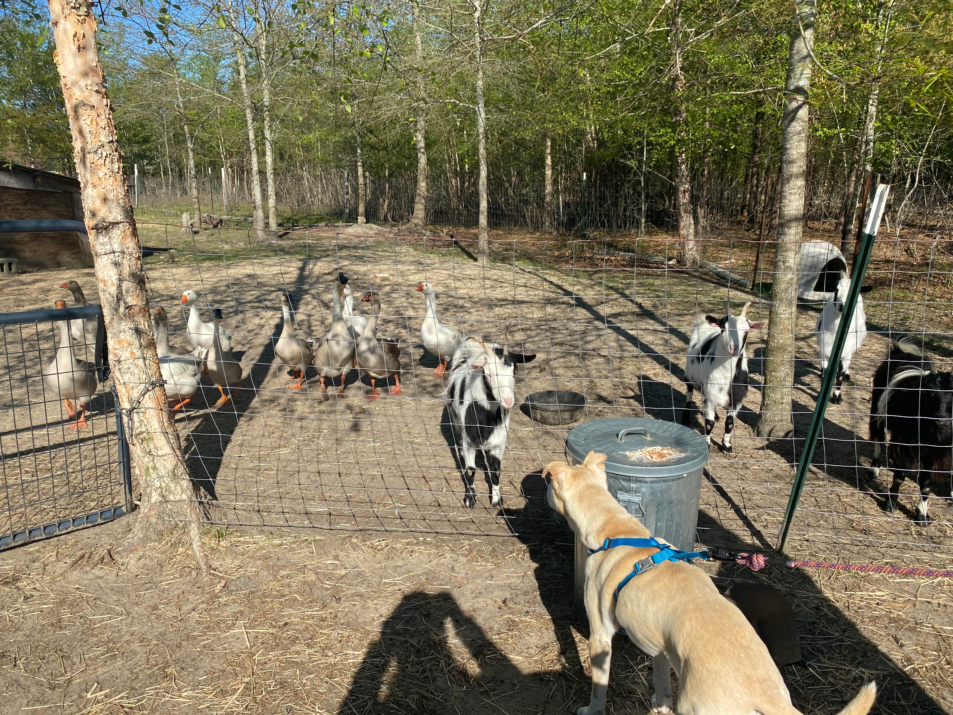 Marybeth's photo of camping with pets at Blackwater Birds and Bees near Portsmouth, VA