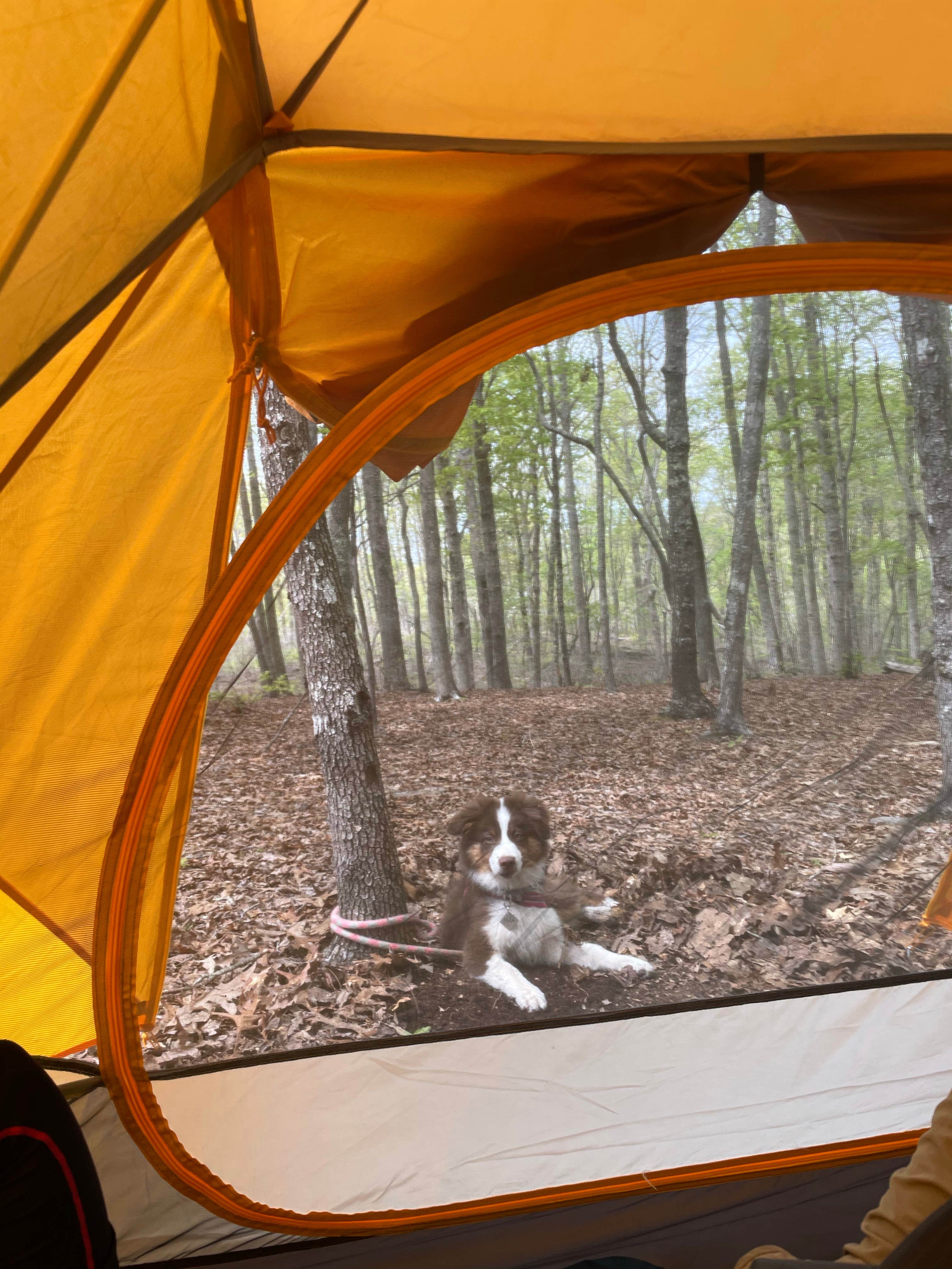 Rachael H.'s photo at Kings Mountain — Kings Mountain State Park near Gaffney, SC