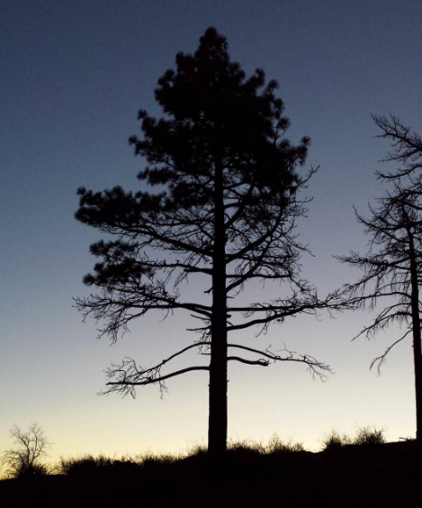 Camper-submitted photo at El Prado Campground near Ranchita, CA