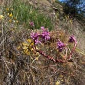 Review photo of McCabe Flat Campground by Matthew  P., April 19, 2021