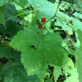 Review photo of Genes Pond State Forest Campground by Maria L., May 31, 2018