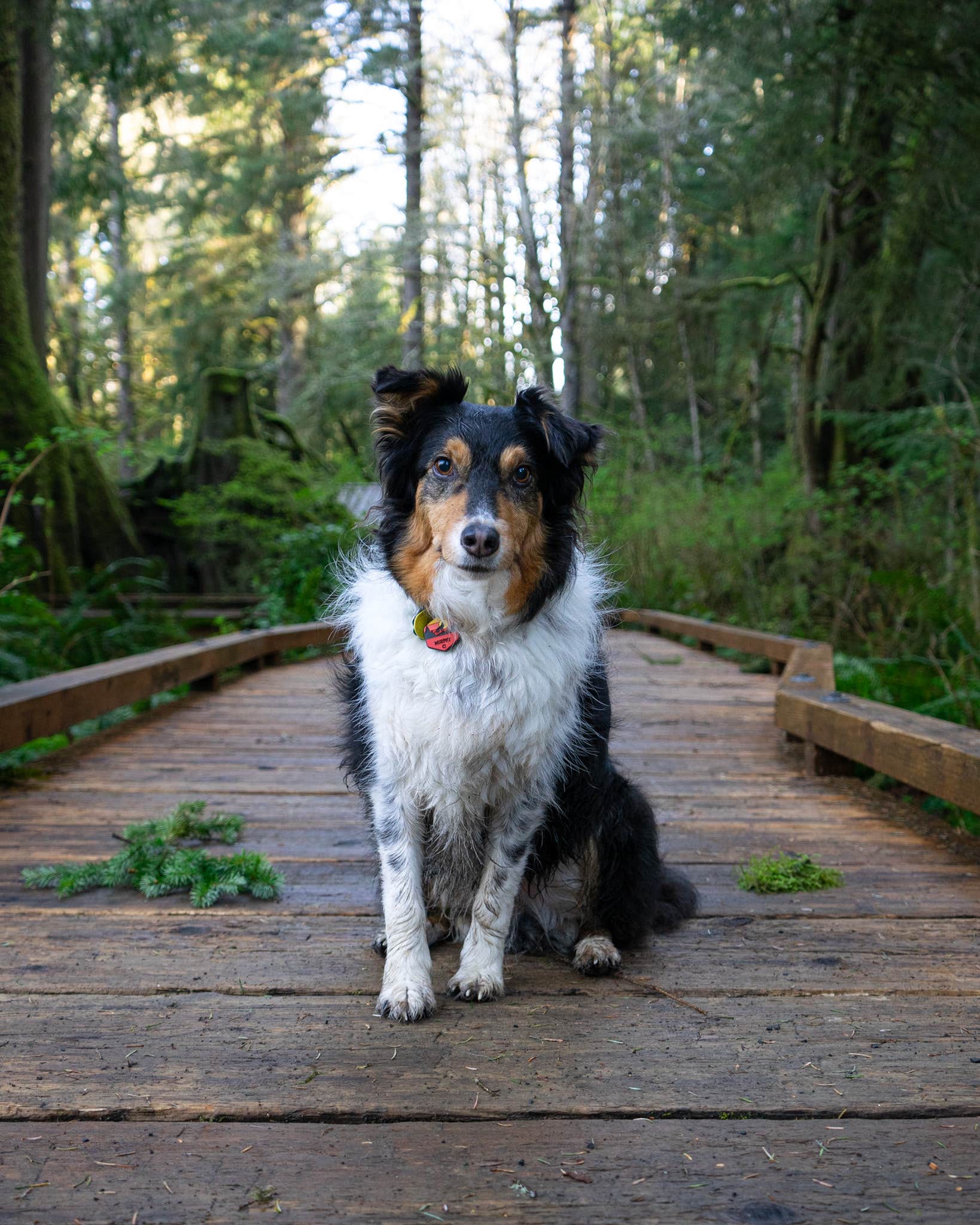 Nicole's photo of camping with pets at Lyre River Campground near Port Angeles, WA